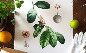 My Botanical Watercolor Illustrations Focus On Plants I Grow In My Own Garden, And Here Are My 37 Best Works
