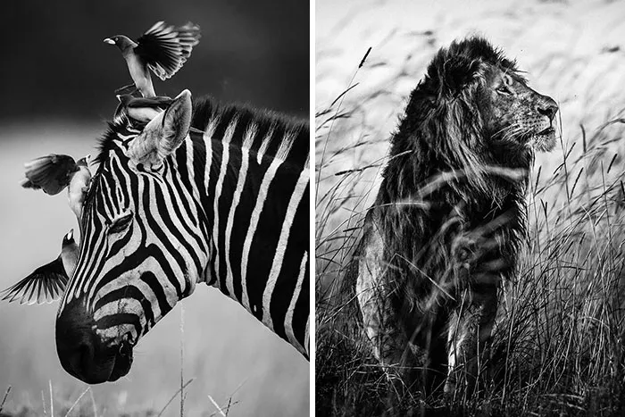 All About Photo Is Pleased To Present "Africa" By Laurent Baheux (20 Pics)