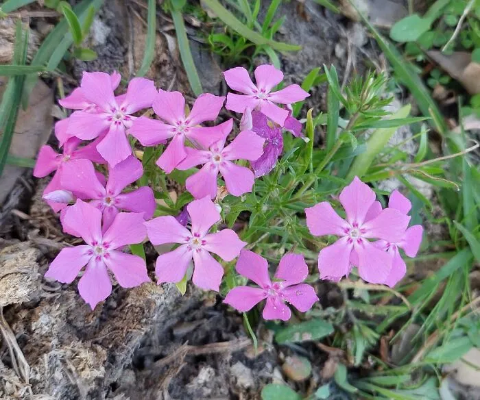 These Little Phlox Are One Of The First Flowers To Welcome Spring Where I Live In Cental Texas