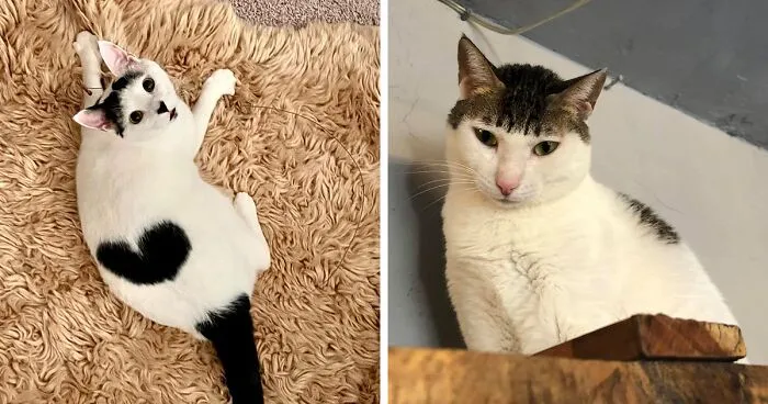 These 88 Cats With Unique Markings Might Be The Coolest Thing Ever
