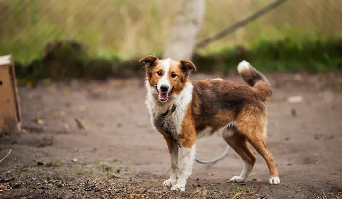Visit An Animal Shelter