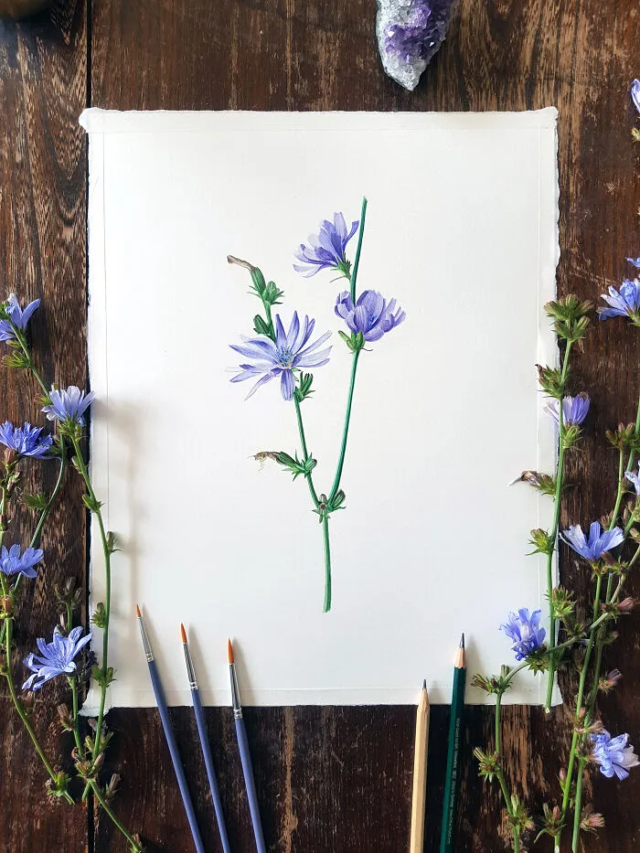 Cichorium Endivia