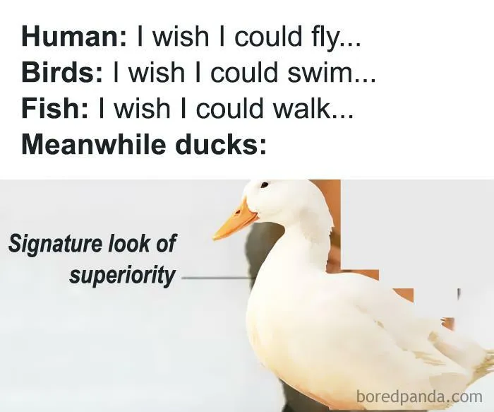 Pinnacle Of Evolution
