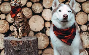 50 Ridiculously Photogenic Animals (New Pics)