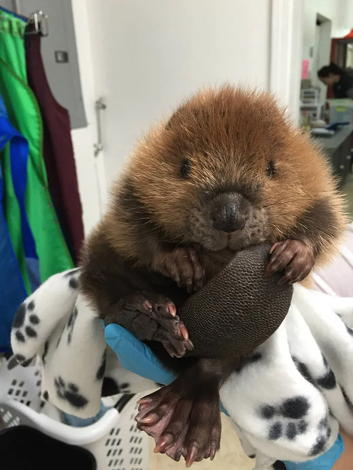 Baby Beaver Holding Its Tail And Nibbling On It