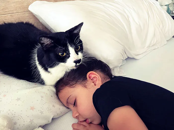 Daisy Is The Best Big Sister. Daisy Purrs On Her Head Until She Falls Asleep