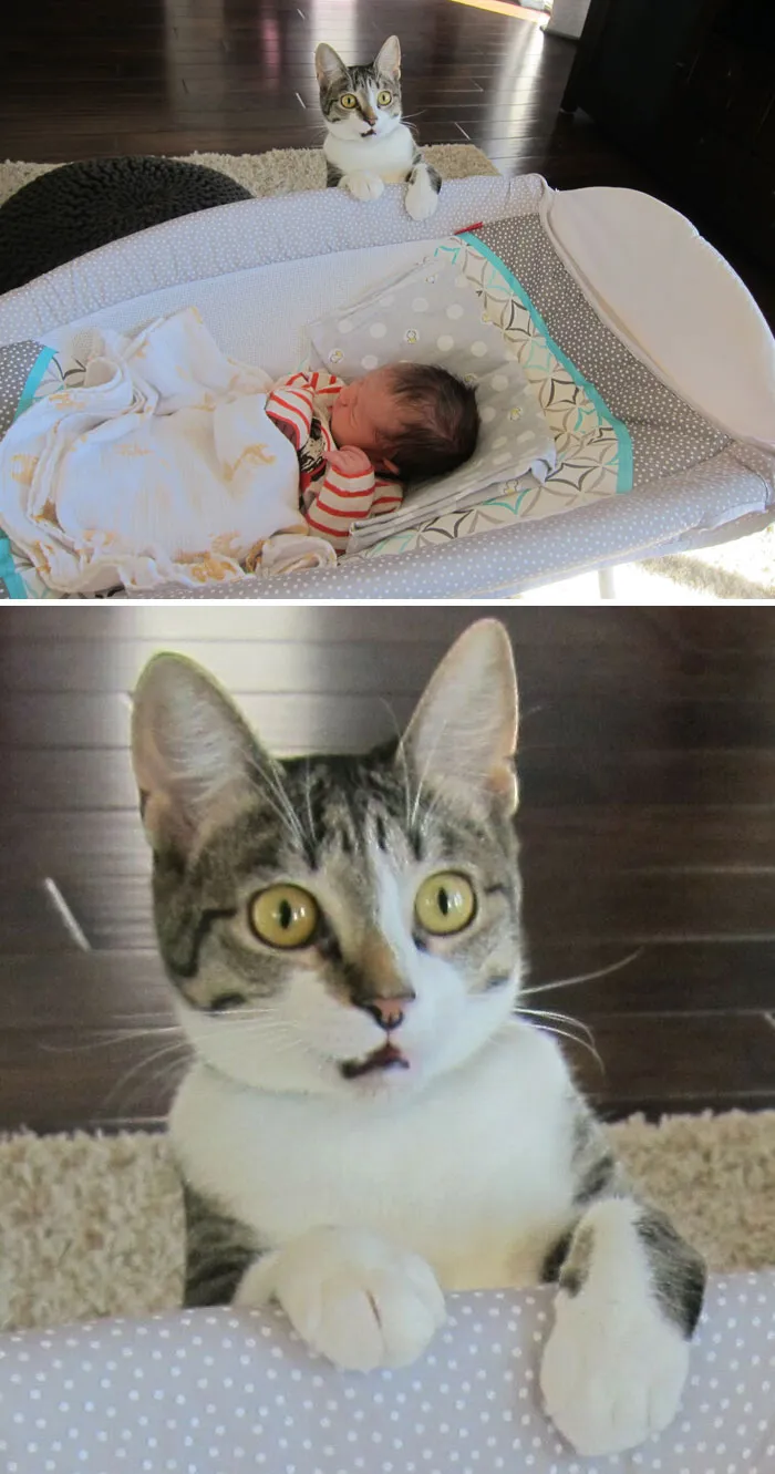 We Forgot To Tell Our Cat That We Had A Baby