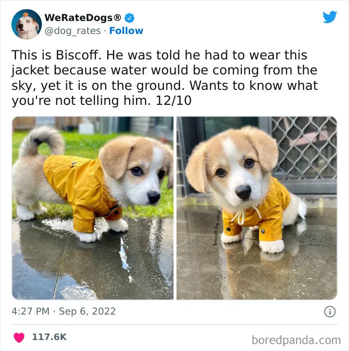 The “We Rate Dogs” Twitter Account With 9M Followers Rates People’s Dogs, And It’s As Hilarious As It Is Wholesome (50 New Pics)