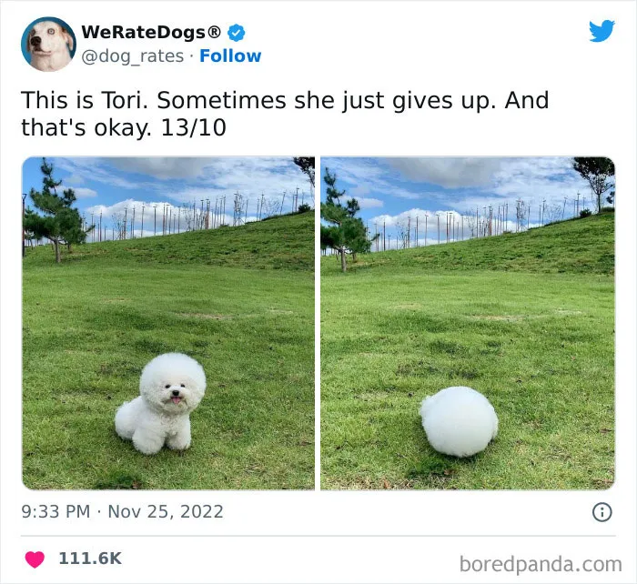 The “We Rate Dogs” Twitter Account With 9M Followers Rates People’s Dogs, And It’s As Hilarious As It Is Wholesome (50 New Pics)