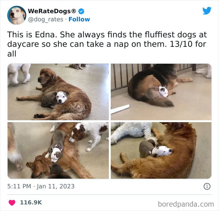 The “We Rate Dogs” Twitter Account With 9M Followers Rates People’s Dogs, And It’s As Hilarious As It Is Wholesome (50 New Pics)