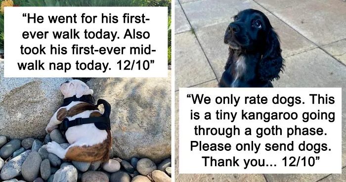 The “We Rate Dogs” Twitter Account With 9M Followers Rates People’s Dogs, And It’s As Hilarious As It Is Wholesome (50 New Pics)