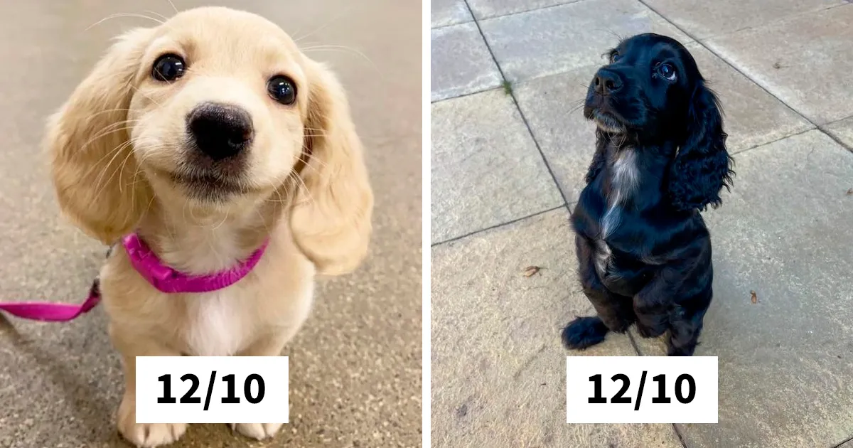 22 Personas que pidieron una valoración de sus perros y recibieron respuestas buenísimas (nuevas fotos)