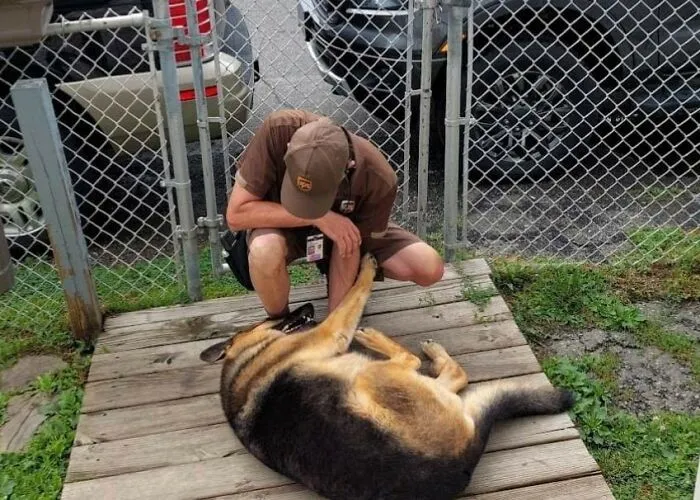 This Is The Only Delivery Guy I Have Ever Seen Go Up To My Beautiful But Misunderstood Girl And Give Her Lovings! Zoe Just Loves Her Mr. Shoemaker From Boothwyn, Pa