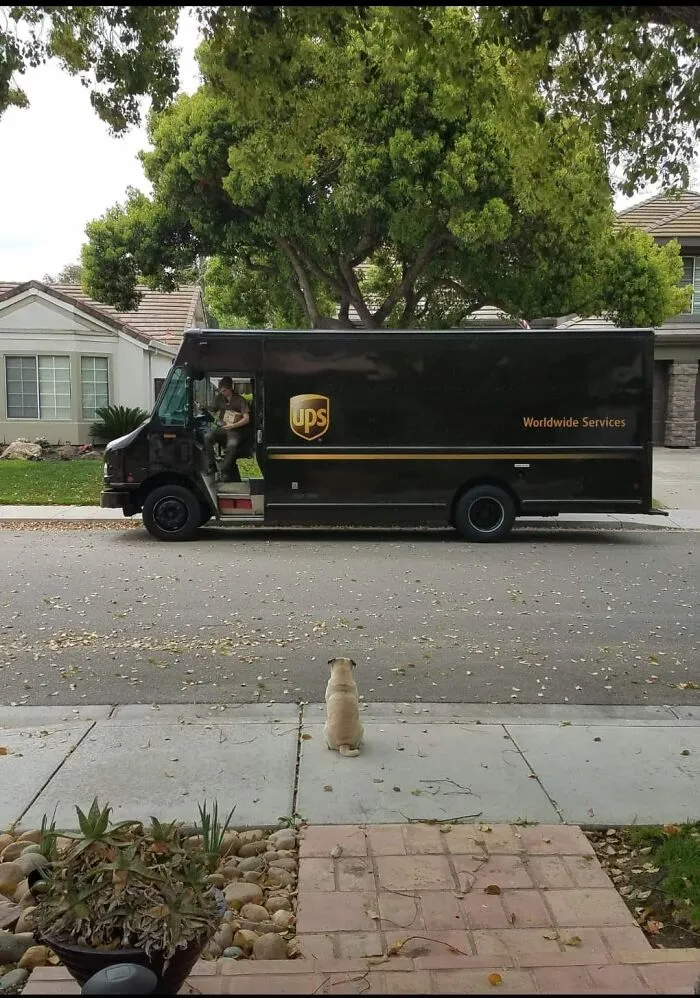 40 Times UPS Drivers Met The Cutest Dogs While On Duty, As Shared In This Facebook Group (New Pics)