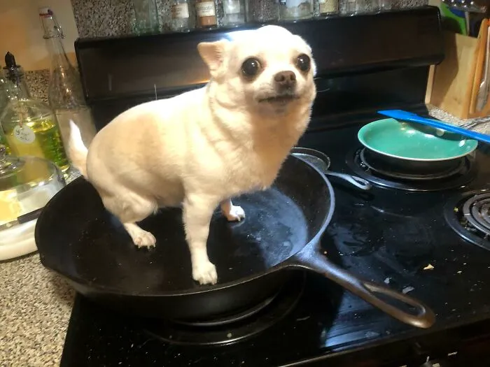 My Mom Tried To Make A Hot Dog Named Lois