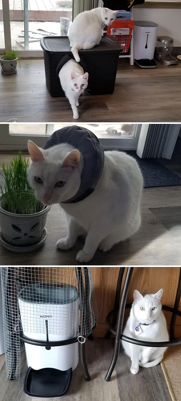 60 Dramatic Pets Whose Drama Queen Skills Are On Point