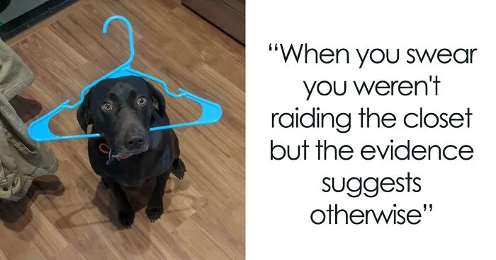 This Online Group Exists To Celebrate The Derpiest Dogs Ever Caught On Camera (50 New Pics)