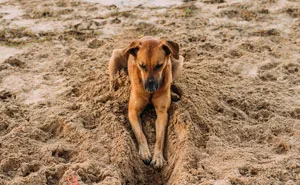 60 Dramatic Pets Whose Drama Queen Skills Are On Point