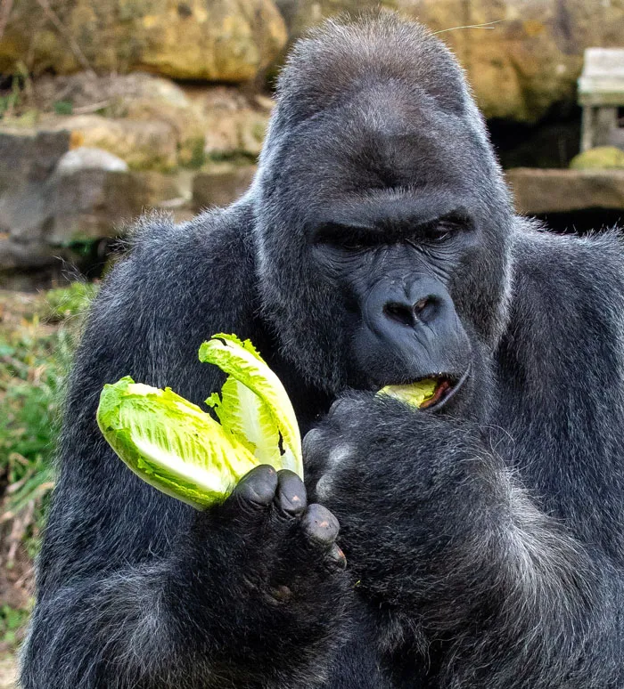 Harambe
