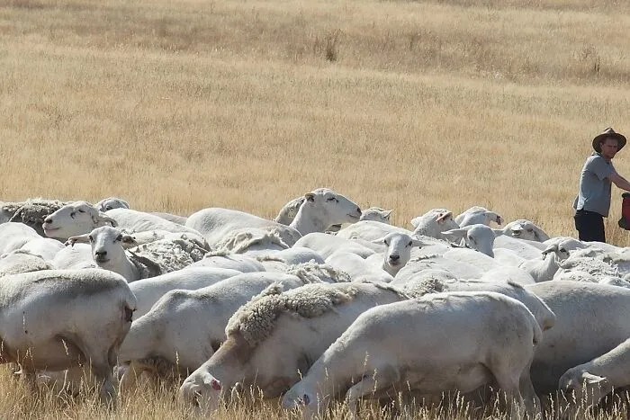 Australia Has 3 Times More Sheep Than Humans