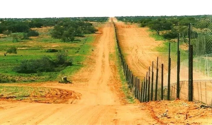 The Dog Fence Is 3x Longer Than The Great Wall Of China