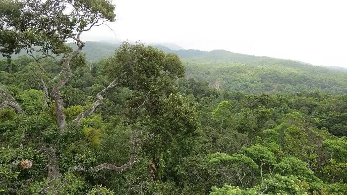 Daintree Rainforest One Of The Oldest Rainforests In The World