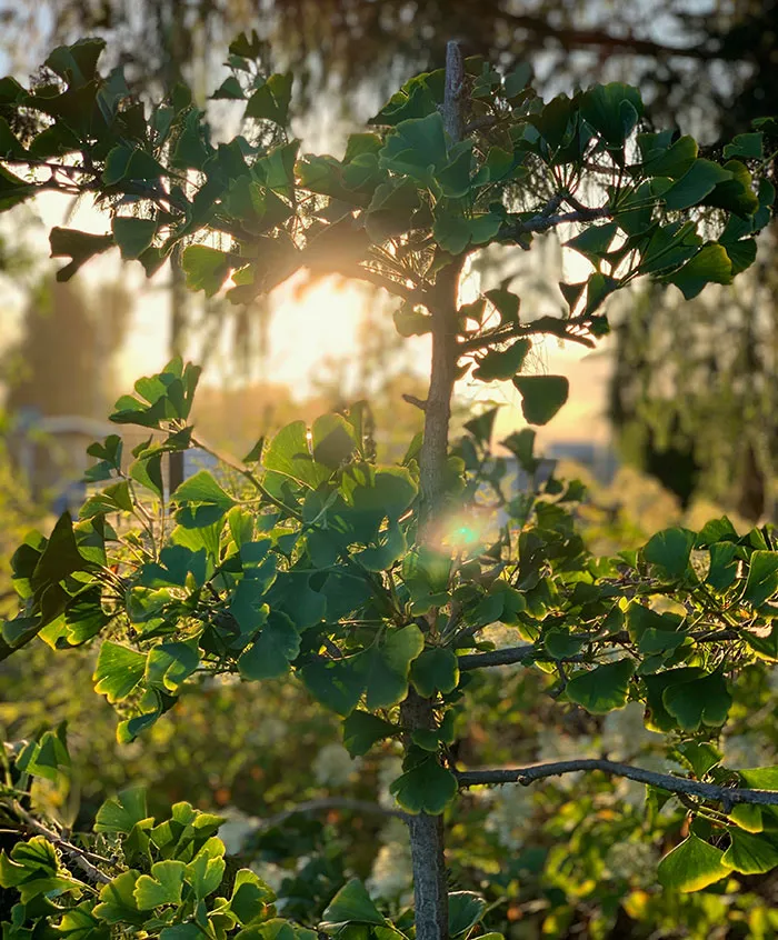 57 Plant Facts About Our Little Leafy Friends