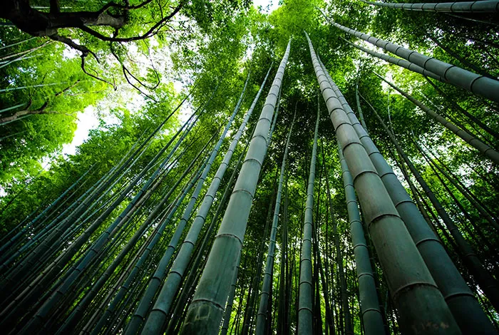 57 Plant Facts About Our Little Leafy Friends