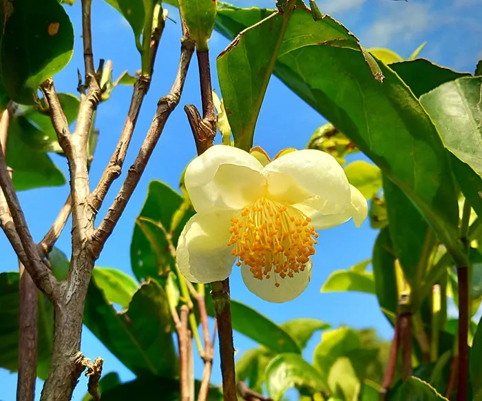 57 Plant Facts About Our Little Leafy Friends