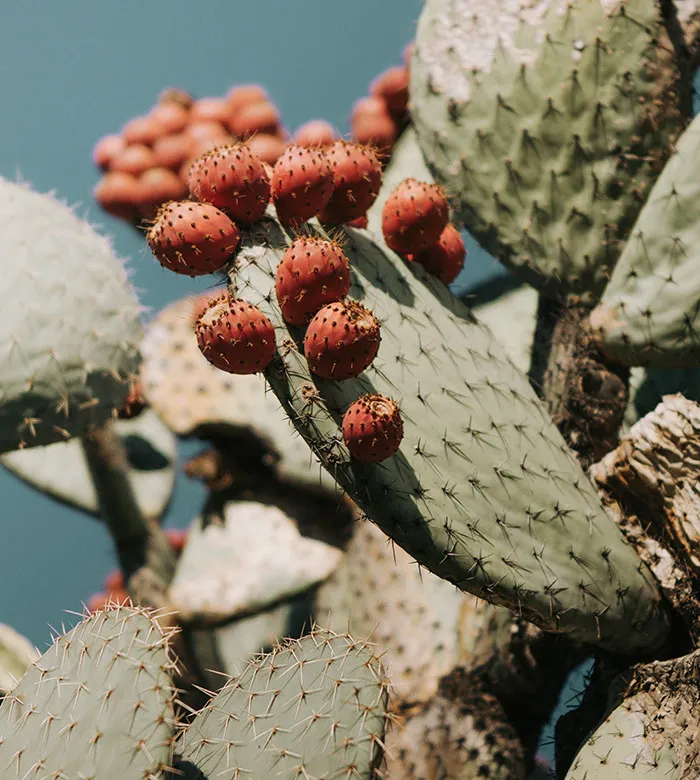 57 Plant Facts About Our Little Leafy Friends