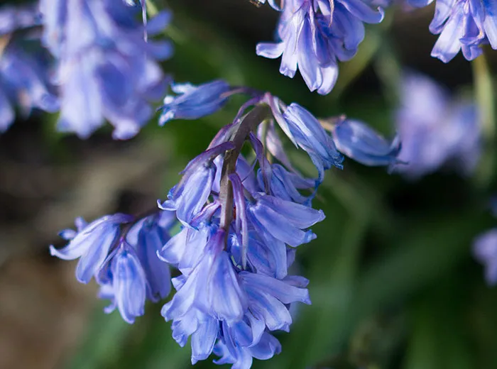 57 Plant Facts About Our Little Leafy Friends