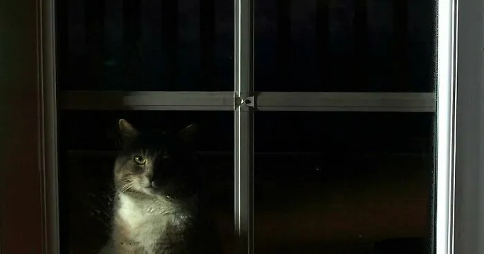 A Story Of A Stray Cat That Showed Up At Our Window And Came Into Our Life