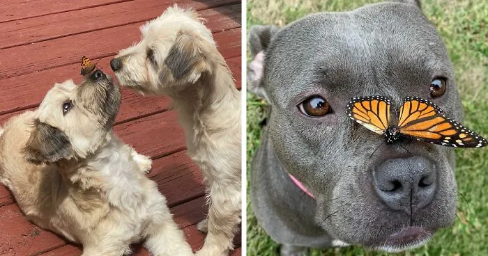 Pet Owners Take Photos Of Animals With Butterflies, And The Results Are Adorable