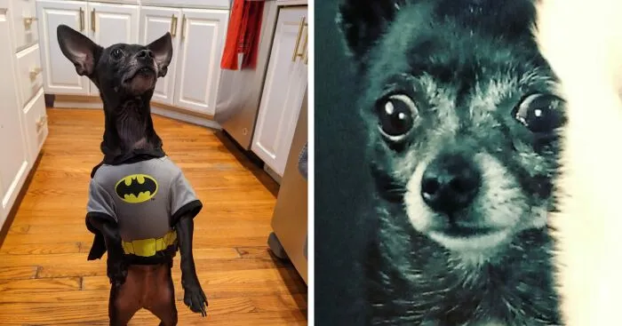Hey Pandas, Post The Funniest Pic Of Your Pet (Closed)