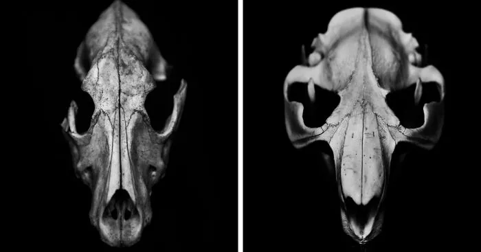 I Photographed Animal Skulls (8 Pics)