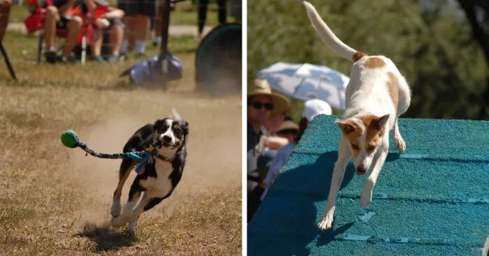 Soldier Hollow Classic Sheepdog Competition (22 Pics)