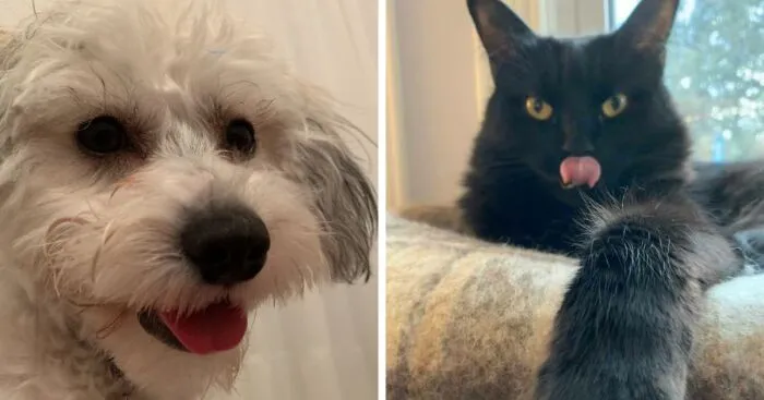Here Are Some Photos Of My Pets To Hopefully Brighten Your Day (20 Pics)