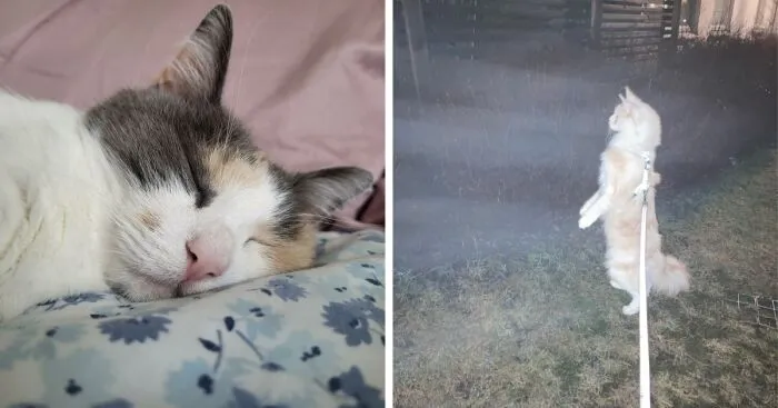 Hey Pandas, Show Me The Dumbest Photo Of Your Pet (Closed)