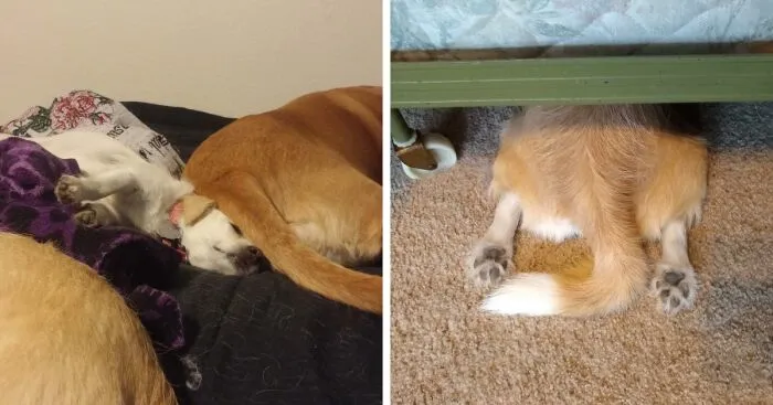 Hey Pandas, Post The Weirdest Thing Your Pet Likes To Do (Closed)