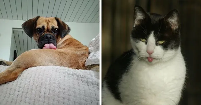 Hey Pandas, Show Your Pets With Their Tongues Out (Closed)