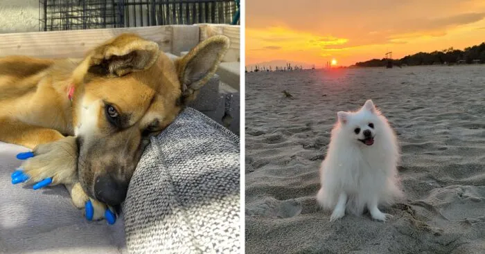 Hey Pandas, Show Me Your Best Dog Photos That You Took (Closed)