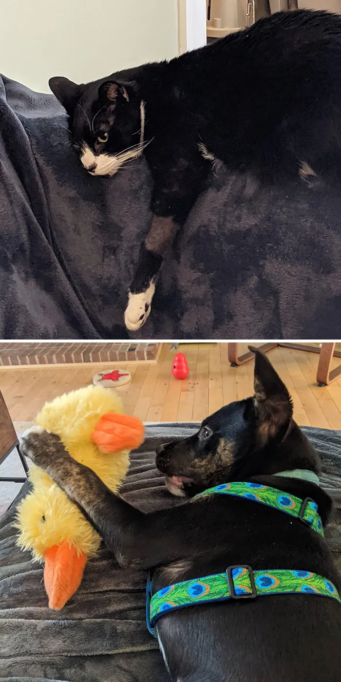 60 Dramatic Pets Whose Drama Queen Skills Are On Point