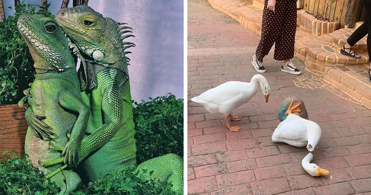 46 Animales viviendo su mejor vida y disfrutando de sus cosas (nuevas fotos)