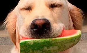40 Of The Most Hilarious And Wholesome Dog Thoughts, As Shared By This Twitter Account (New Pics)