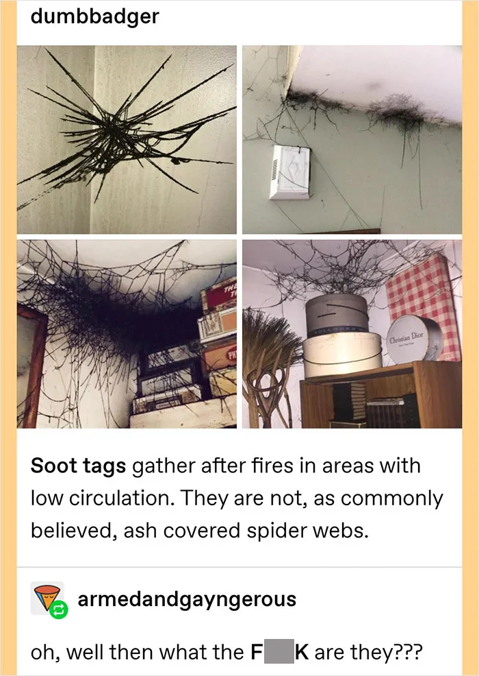 A Tumblr screenshot showing four images of soot tags, often mistaken for spider webs, with a humorous caption.