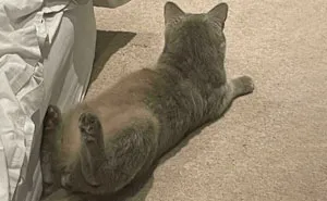 45 Times Cats Confused Their Humans So Much, They Got Posted On The “What’s Wrong With Your Cat” Online Group (New Pics)