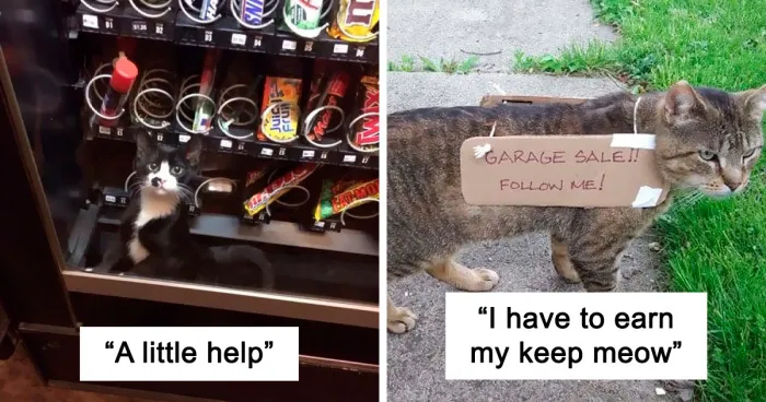 50 Cats In Random Circumstances That Have Accepted That This Is Their Life Meow