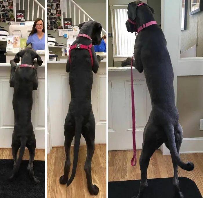 Fun Fact - The Collar I’m Wearing In The Last Picture Doesn’t Even Fit Anymore. And The Collar In The First Two Photos Is So Small It Barely Fits My Sister From Another Mister