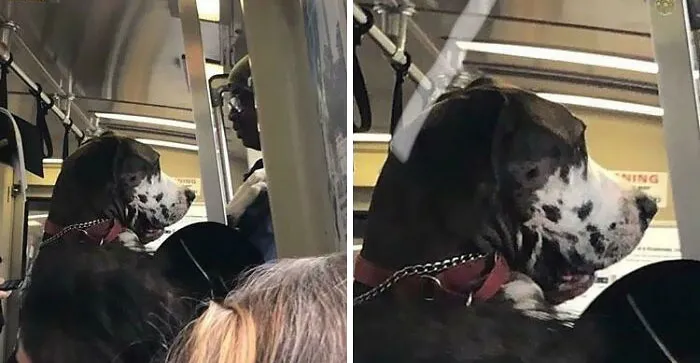 Today A Man And His Great Dane Got Into The Train. It Was Crowded, He Told The Dog To Stand Up And The Dog Stood On Two Legs And Rode The Train Through The Transbay Tube