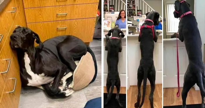 50 Funny Pics Of Great Danes With No Regard For Their Size (New Pics)